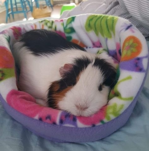 Meet your Posher, Sara - Picture 1 of 1